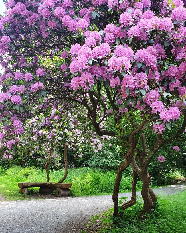 Rhododendronallee Hagenburg
