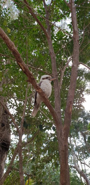 Kookaburra