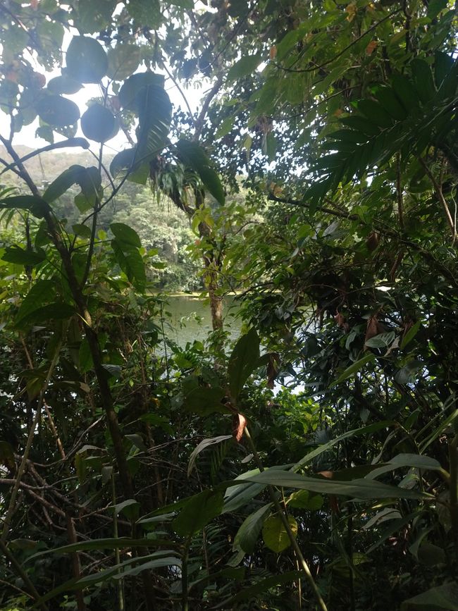 Ecocentro Danaus and El Arenal 1968 Trail