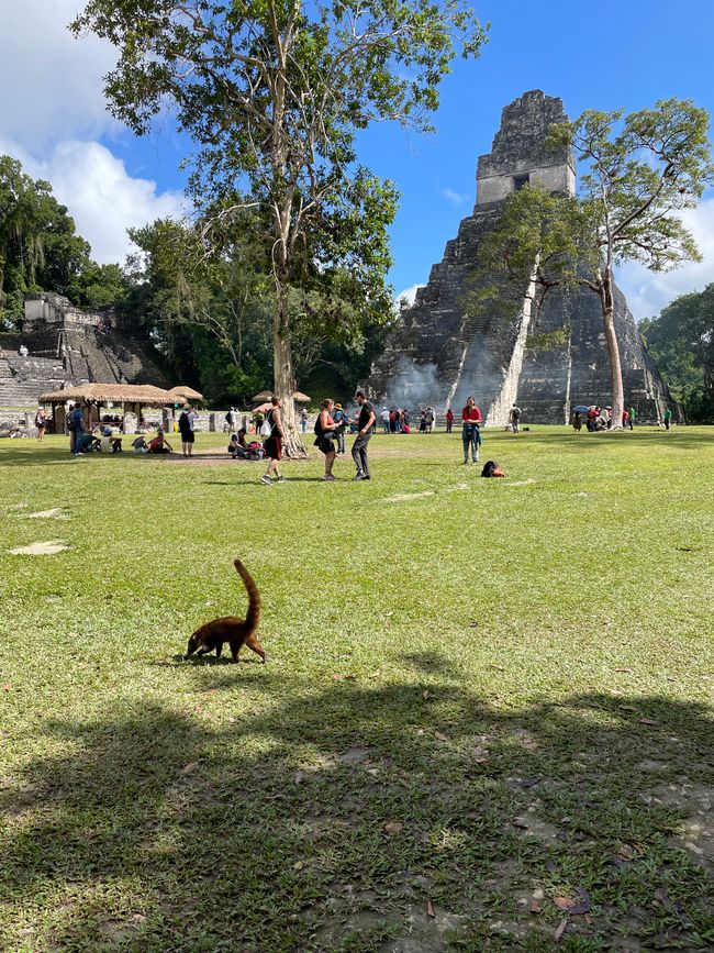 Kleiner Bewohner von Tikal