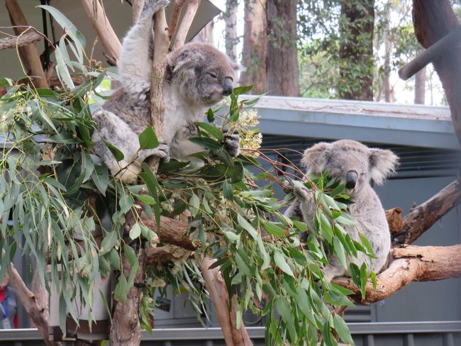Koala Hospital and Nambucca Heads