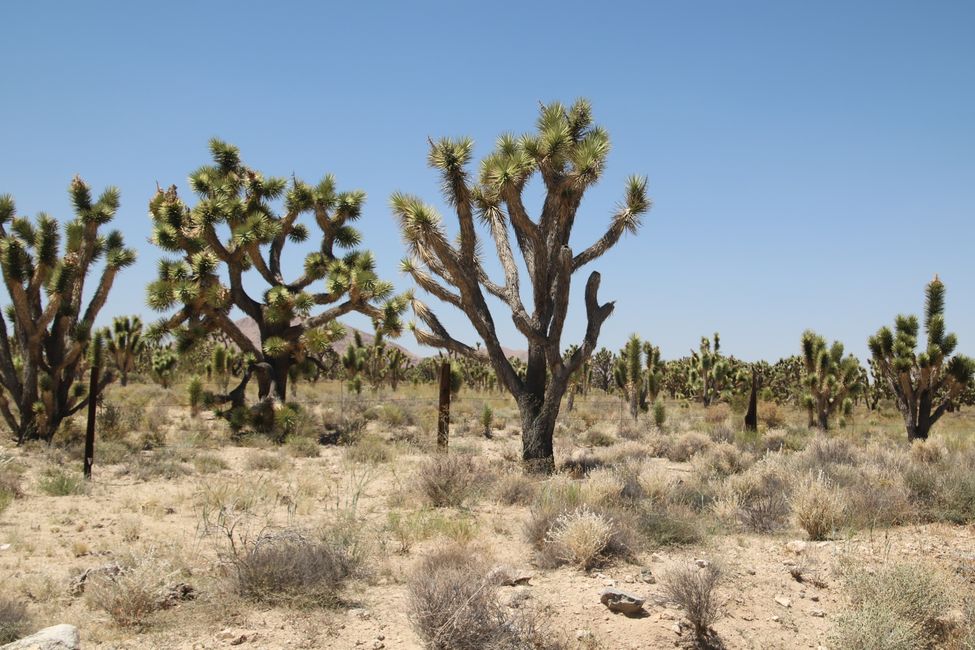 and the never-ending Joshua Trees ... 