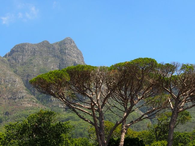 Around Table Mountain & Kirstenbosch Botanical Garden