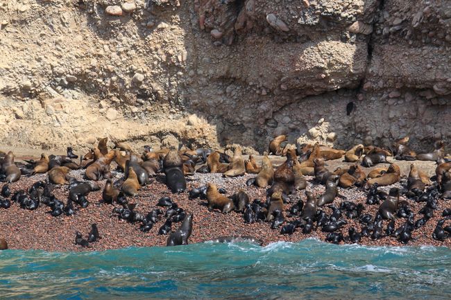 Sea lion colony with a large nursery