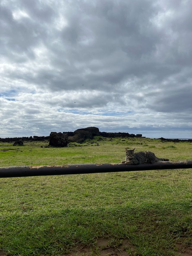 Der umgefallene, größte transportierte Moai und unser Guía Gato