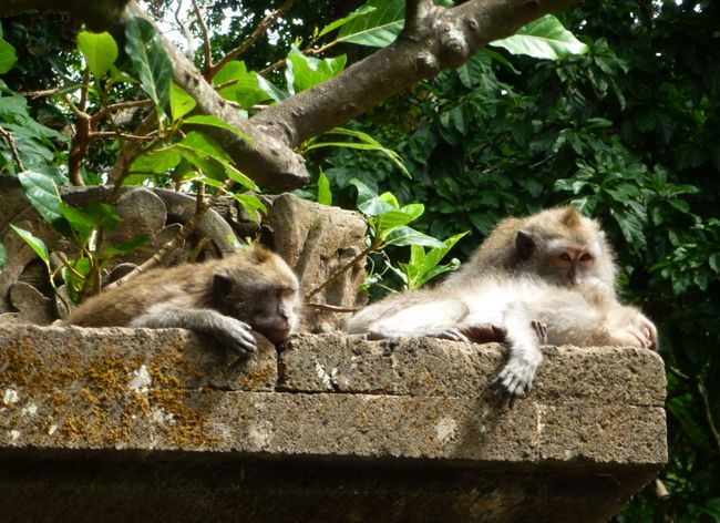 At the Monkey Forest in Ubud, Bali