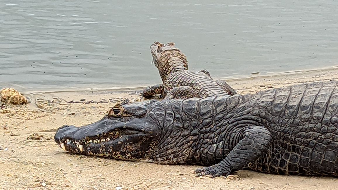 Aufenthalt im Süd Pantanal (Zusammenfassung)