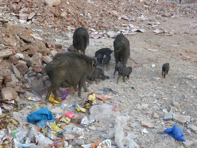 A group of wild boars, right in the middle of the city