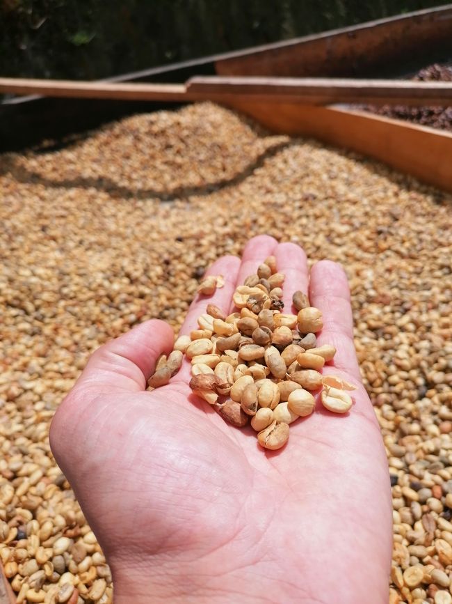 Bean at the beginning of the drying phase