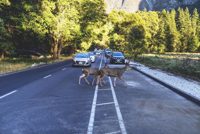 Tag 263: Yosemite National Park