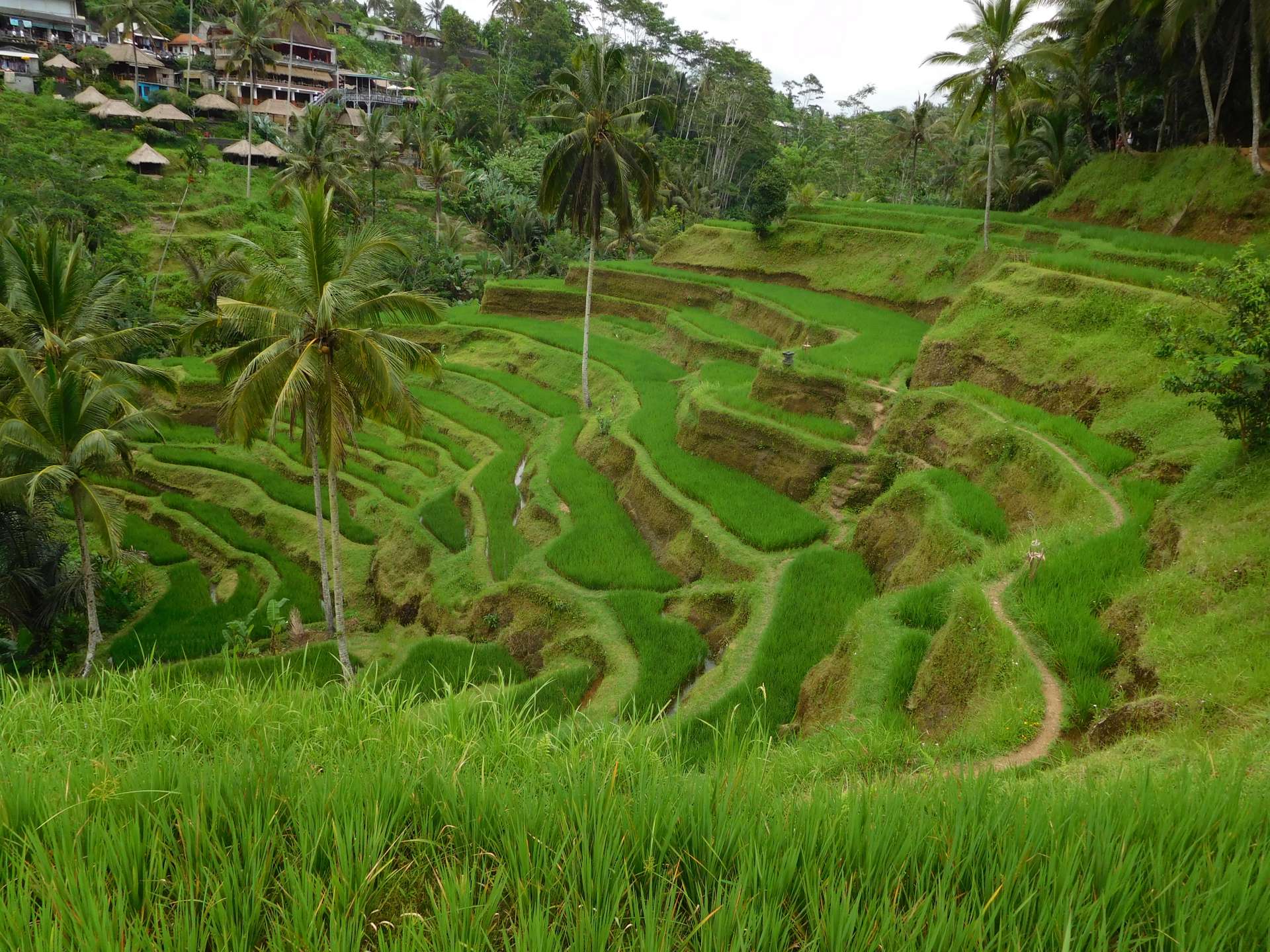  Bali  Ubud Reisfelder  und Affenwald Nr 6 Vakantio