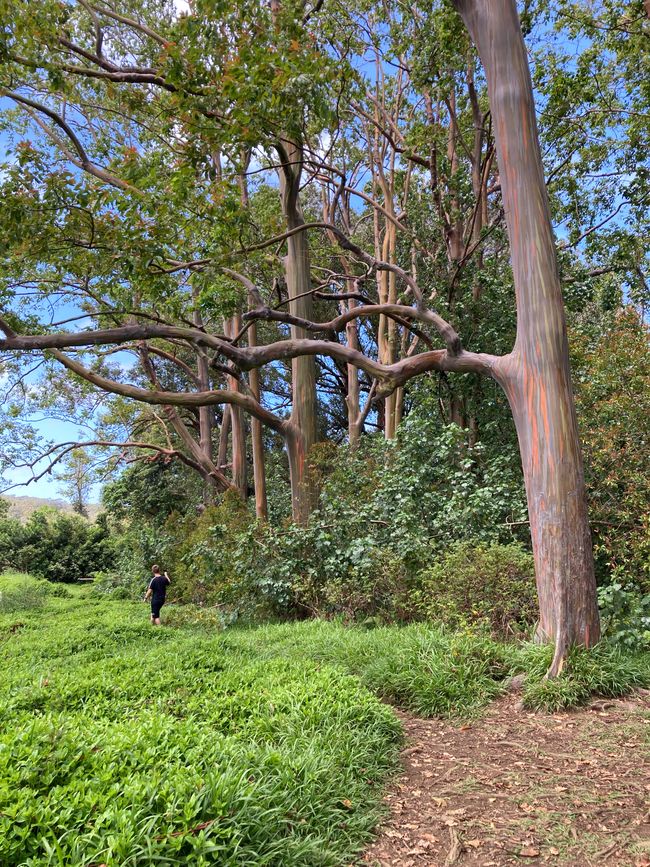 Road to Hana - Rainbow Eucalyptus Trees