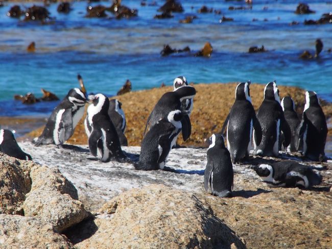 The Cape of Good Hope, penguins, and Muizenberg