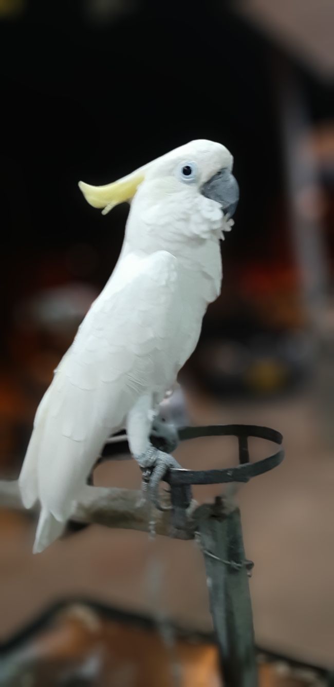 Kakadu als Haustier