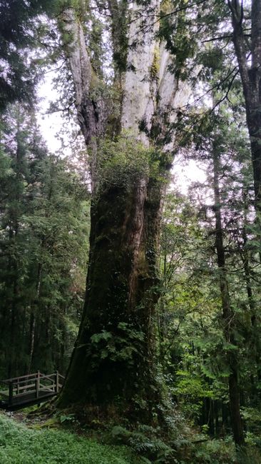 2000-jähriger Baum