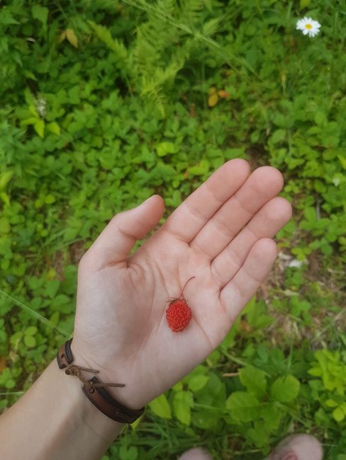 kleiner Snack - süße Erdbeeren vor meiner Holzhütte