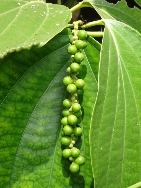 Pepper plant that snakes up a tree like a weed.