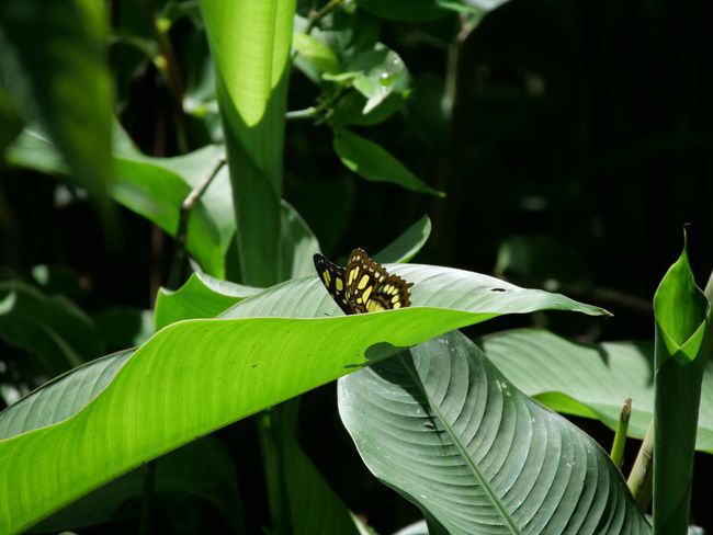 Charco Verde - Schmetterlingshaus