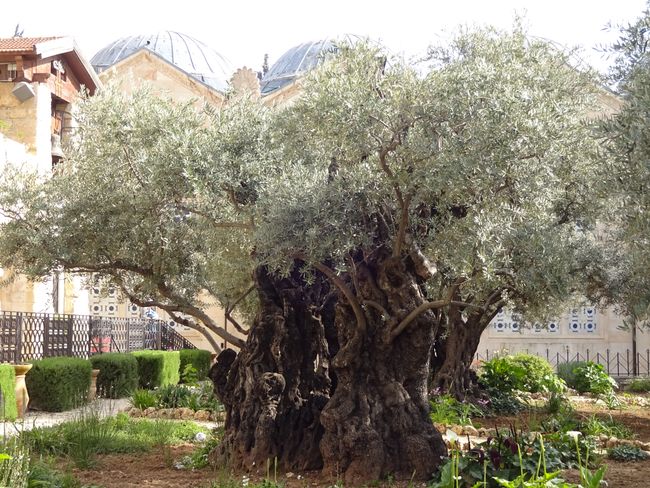 Ein mehr als 900 Jahre alter Olivenhain markiert die Stelle, an der Jesus damals im Kreise seiner Jünger verhaftet wurde auf dem Ölberg 