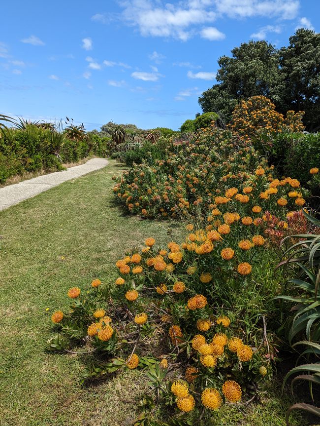 Hermanus / Cliff Path und die eigentliche "Walhauptstadt" Gansbaai