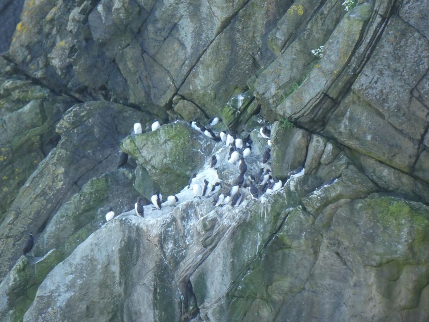 Puffins at Sumburgh Head