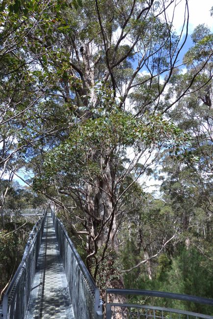 Day 51: Bow Bridge - Valley of the Giants - Shannon National Park