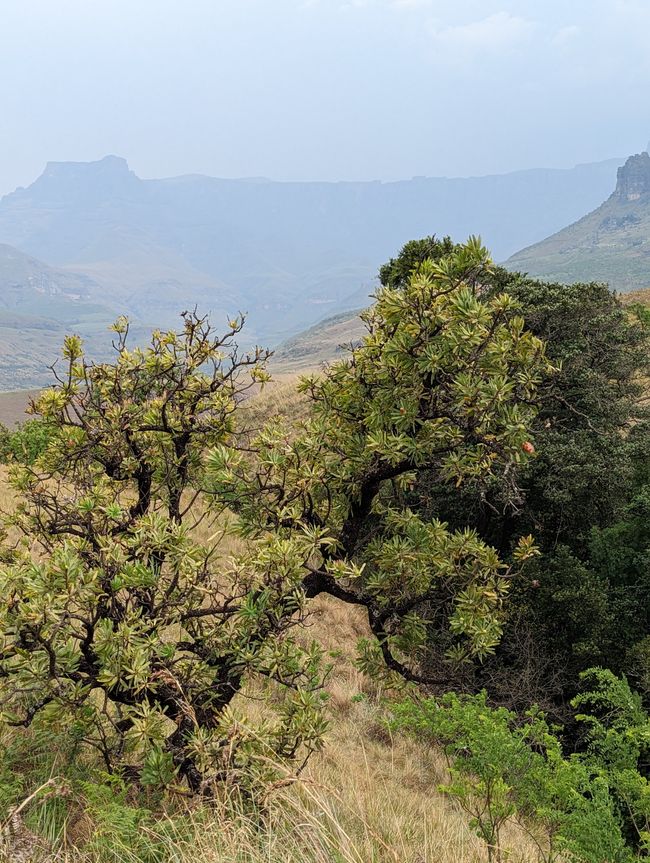 Royal Natal Drakensberg Park