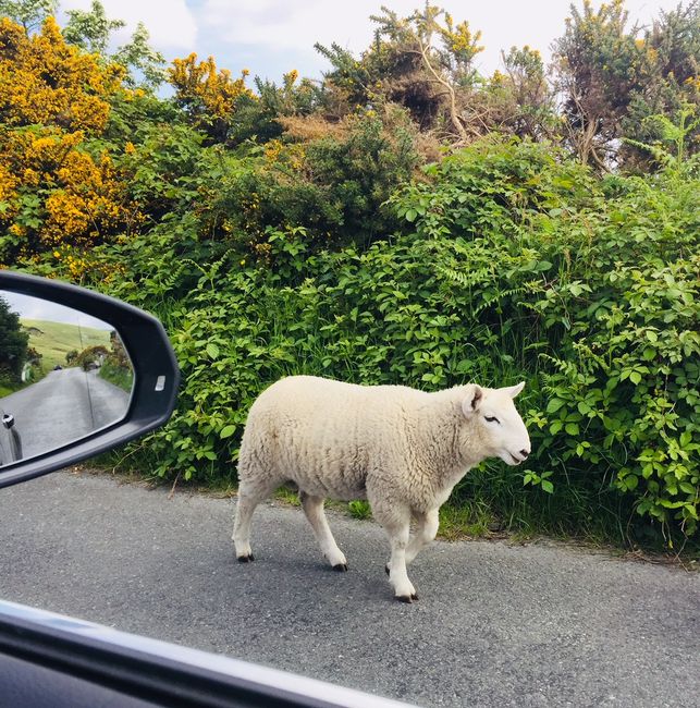 Irland // Tag 6 // Freilaufendes Schaf