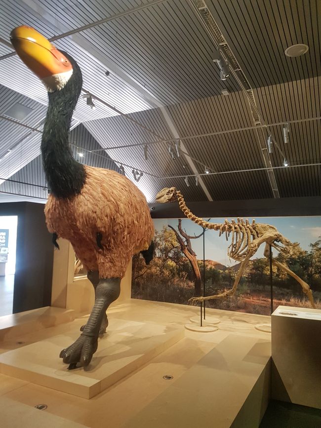 Der Dodo, der einst mit knapp über 3m der größte Laufvogel Australiens war