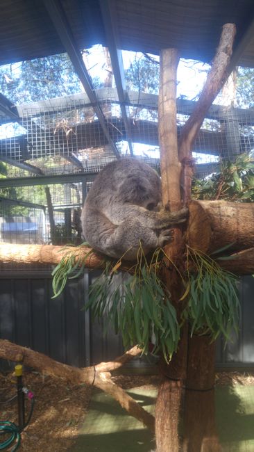 Koala Sanctuary Port Maquarie