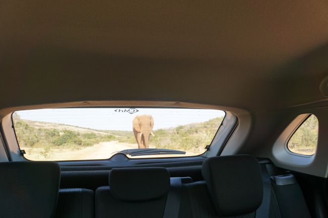 The Addo Elephant National Park