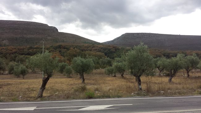 Überall Olivenbäume