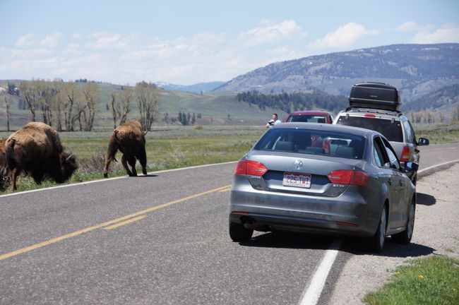Grizzly, Big Horn Sheep & Co. - we are in Yellowstone National Park