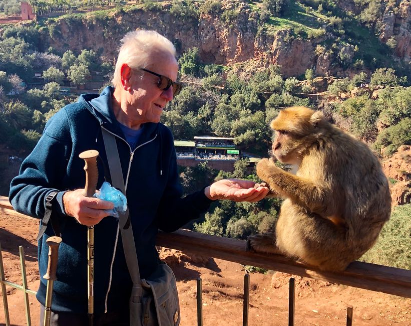 Berndt fressen selbst die Affen aus der Hand ...