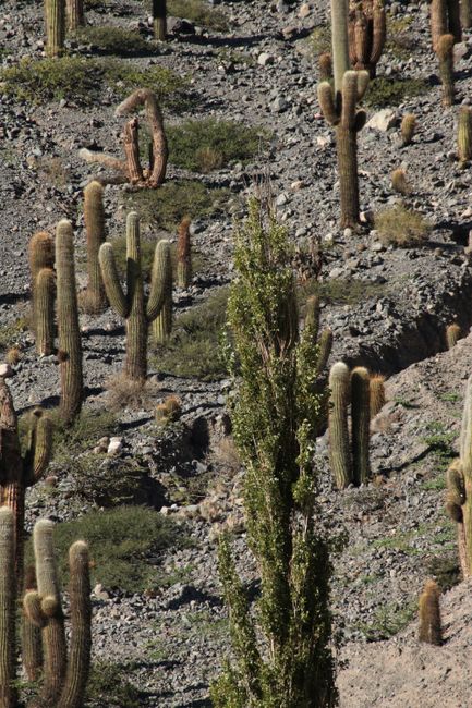 Cacti can live for over 200 years