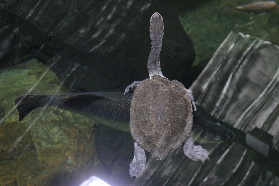 Schlangehals-Schildkröte