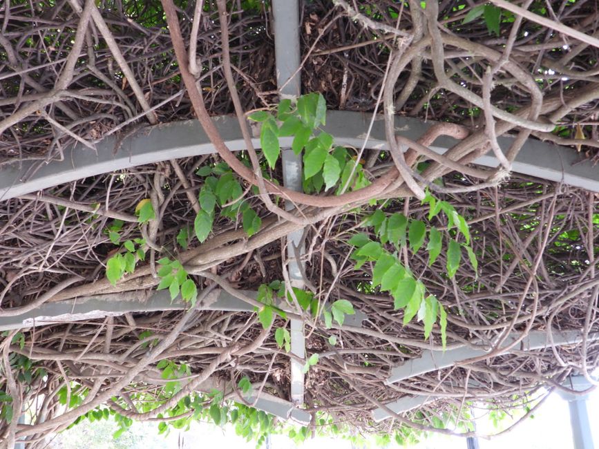 Typical wicker baskets