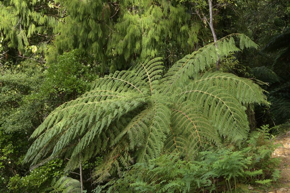 Queen Charlotte Track: Tree fern