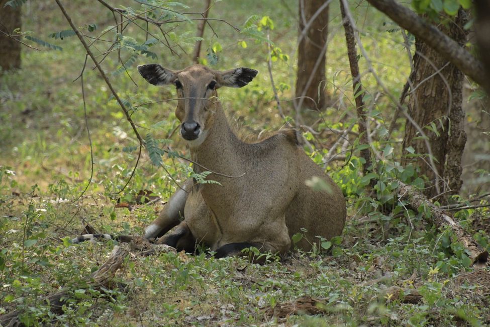 Pench NP - Nilgai antelope