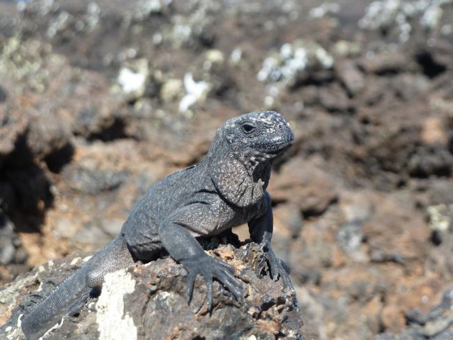 Ecuador: Galapagos (Part 1: Puerto Ayora & Isabela Island)