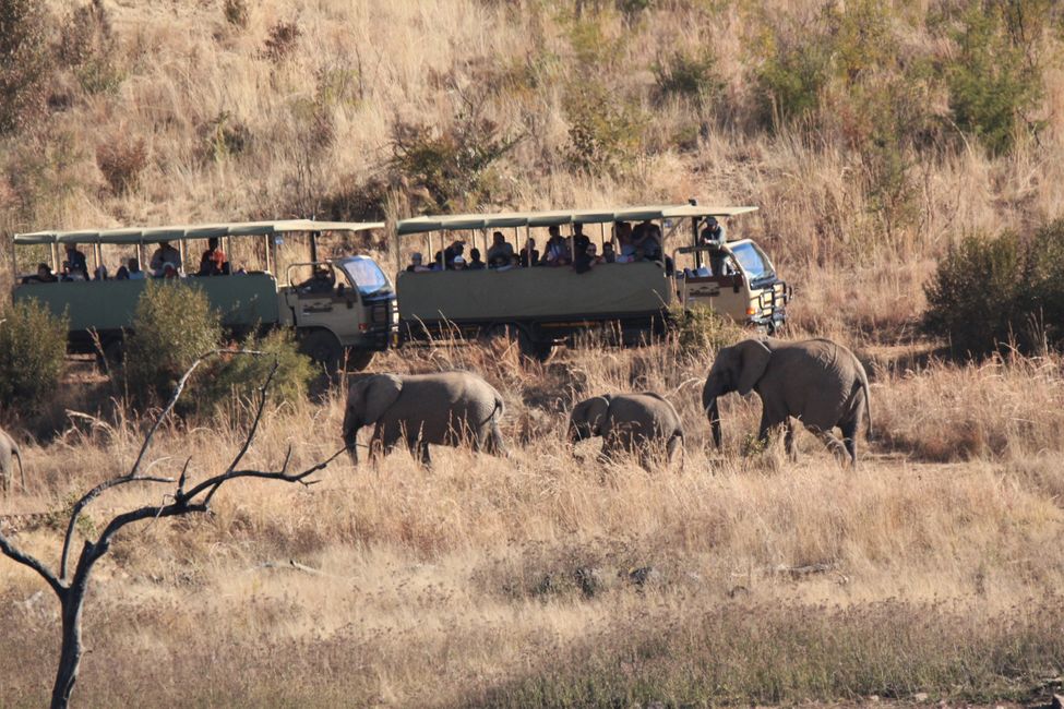 Day 6: Pilanesberg National Park
