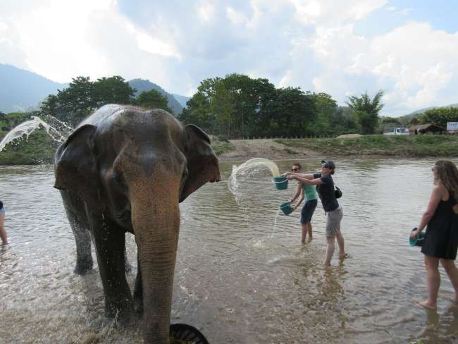 elephant shower