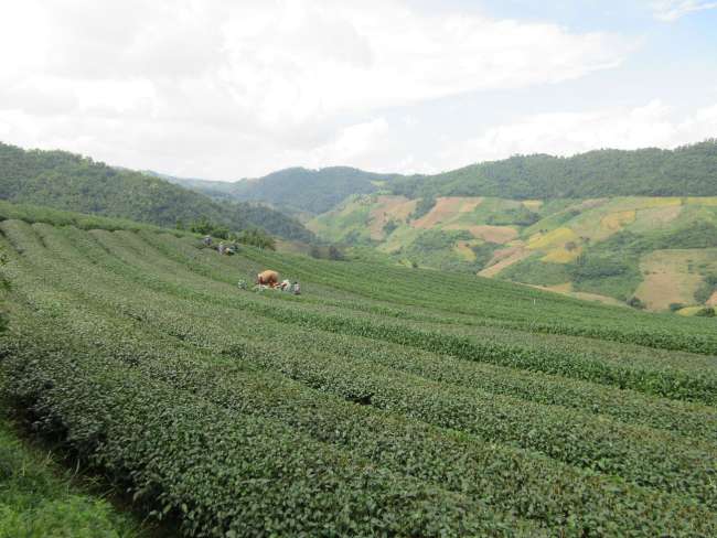Tea Fields in Northern Thailand