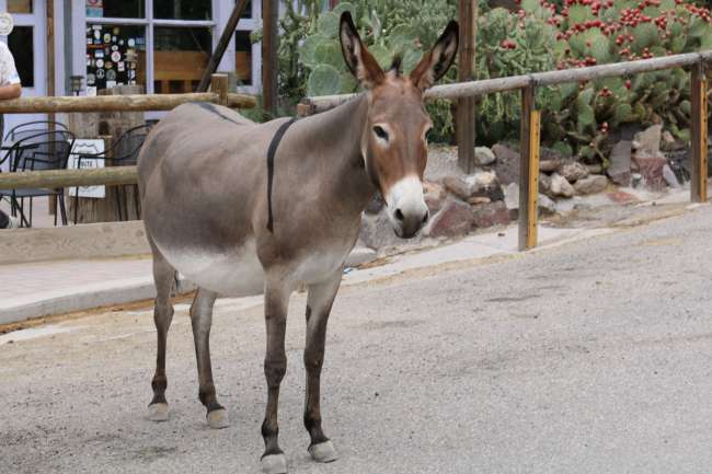 Oatman and the donkeys