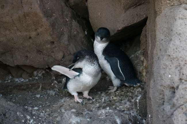 St Kilda Pinguine
