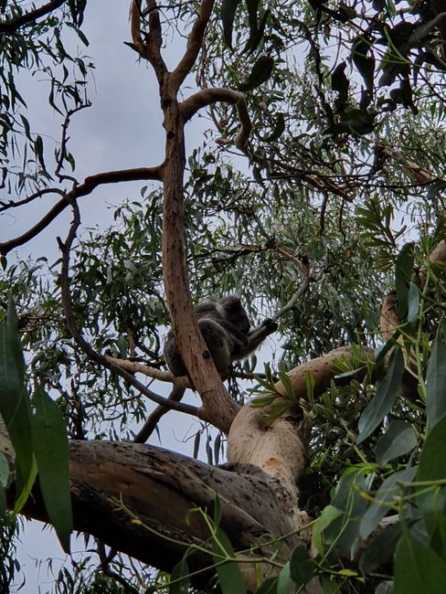 Koalas über Koalas