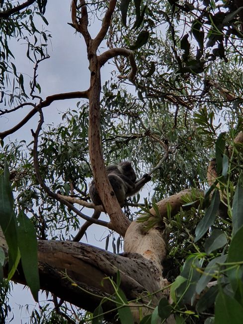 Koalas sobre Koalas