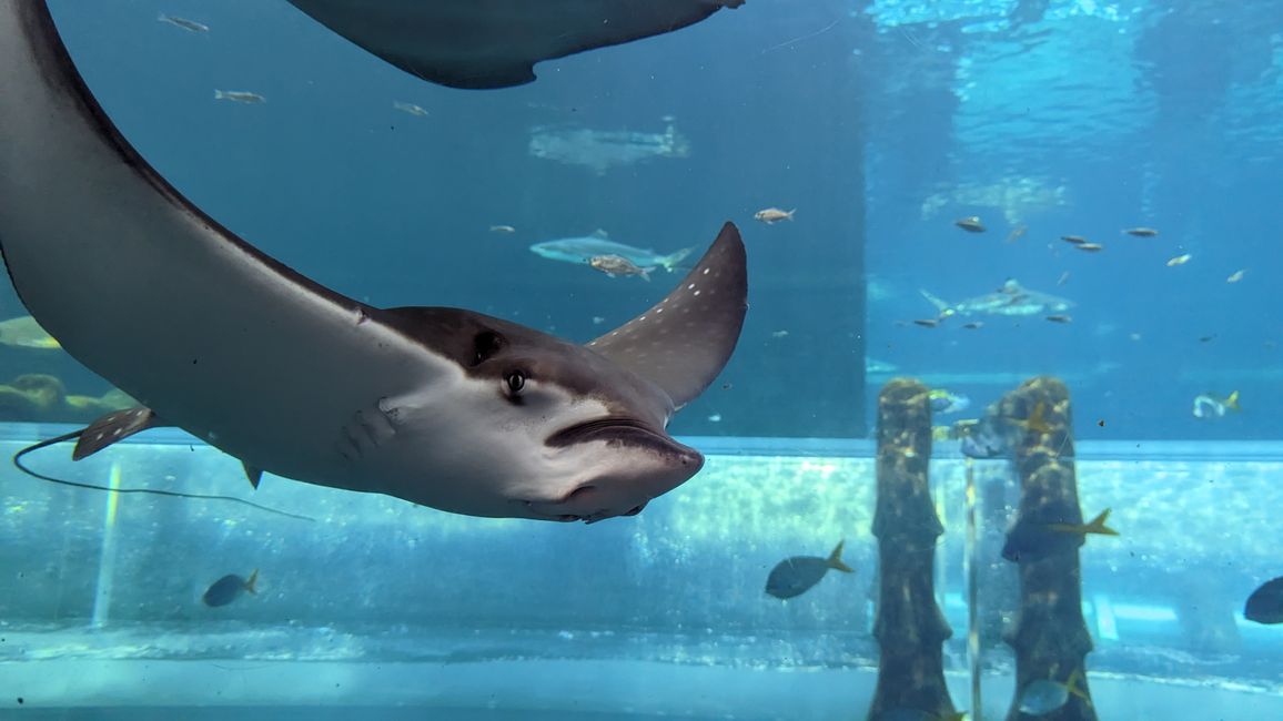 Shark Attack Rutsche durchs Aquarium