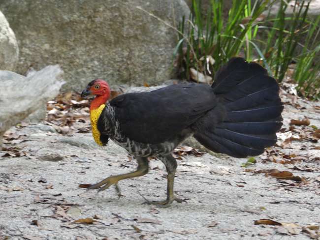 A Brush Turkey - you see them more often in the forest