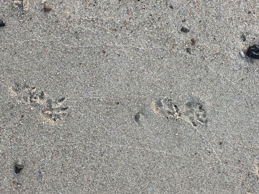 Littlefoot’s Spuren im Sand 